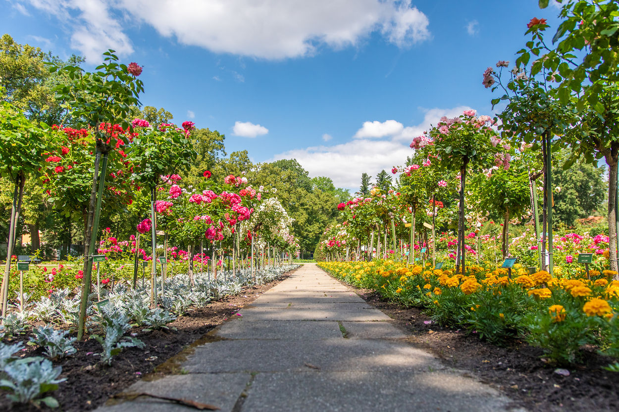 Ostdeutscher Rosengarten Forst (Lausitz) Rosenpark
